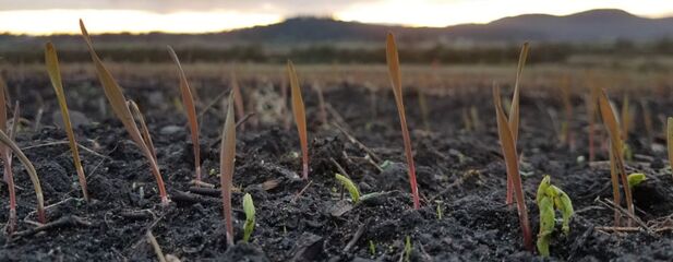 A rye-pea cover crop emerges at the Old Douglas Farm
